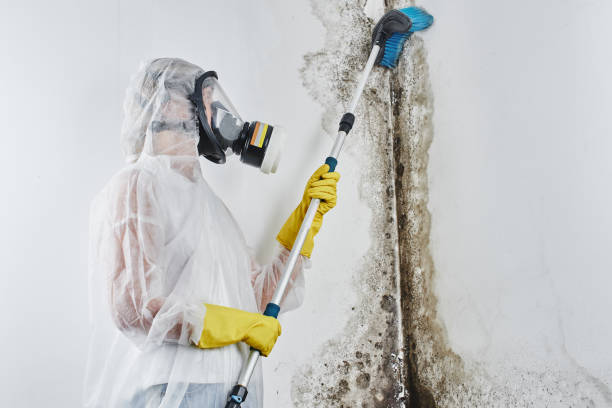 Best Mold Removal and Inspection  in Spokane, WA