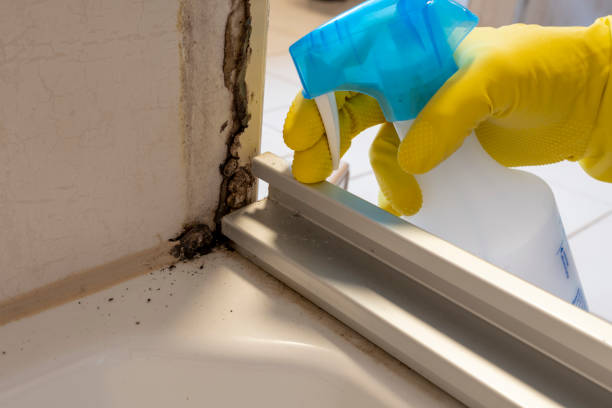 Best Home Mold Removal  in Spokane, WA