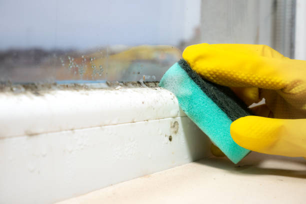 Professional Mold Removal in Spokane, WA