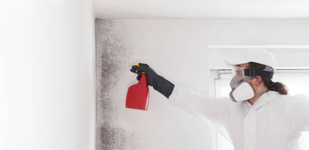 Mold Removal and Inspection in Spokane, WA