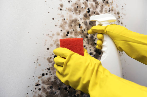 Best Toxic Mold Removal  in Spokane, WA