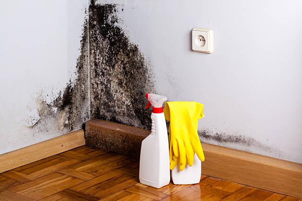 Best Mold Cleaning Services  in Spokane, WA