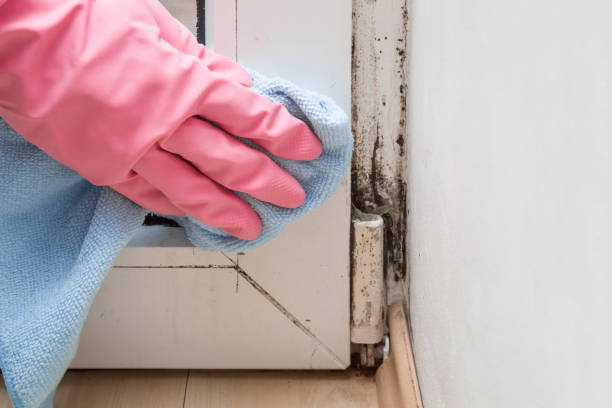 Best Mold Remediation  in Spokane, WA