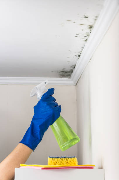  Spokane, WA Mold Removal Pros