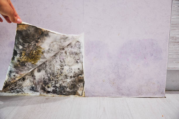 Best Mold Remediation Experts  in Spokane, WA